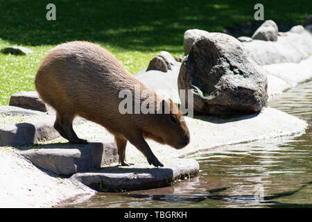 Funny animal capybara d'Amérique du Sud dans le zoo de Moscou la natation dans l'étang au soleil Banque D'Images