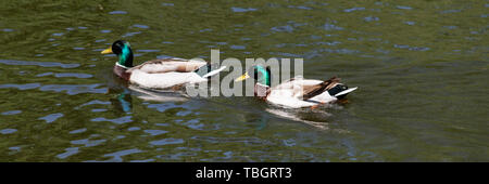 Deux canards colverts mâles nager dans une ligne l'une après l'autre sur une journée de printemps ensoleillée sur l'eau verte de l'étang Banque D'Images