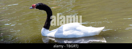 Superbe noir-cou Swan important et fièrement flotte sur l'eau verte de l'étang Banque D'Images