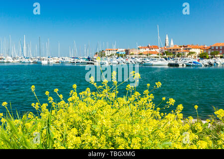 Son port pittoresque avec des bateaux et des maisons aux couleurs vives sur le front de premier plan des fleurs à Izola - Isola. Banque D'Images