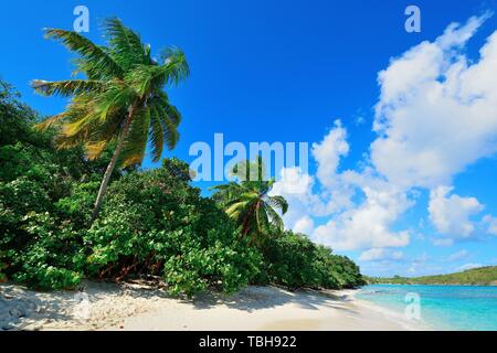 De plage multicolores avec cocotier et ciel bleu à St John, île vierge. Banque D'Images