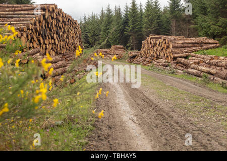 Vue vers le bas chemin de terre des pieux d'arbres fraîchement coupé des branches à rayures et préparé pour la scierie une partie de l'industrie forestière en Irlande sont pile Banque D'Images