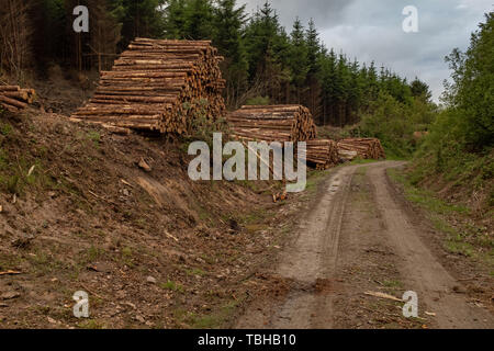 Une vue lointaine des arbres fraîchement coupé des branches à rayures et préparé pour la scierie une partie de l'industrie forestière en Irlande sont empilés par le côté Banque D'Images