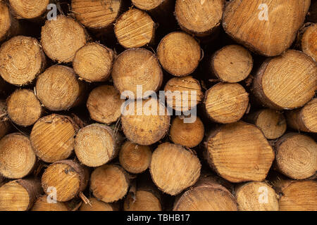 Une vue de face d'un tas d'arbres fraîchement coupé des branches à rayures et préparé pour la scierie une partie de l'industrie forestière en Irlande, personne ne Banque D'Images