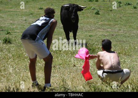 Deux jeunes hommes tester la bravoure d'un Ramon Sanchez bull fighting ranch pendant le festival. La ville de Soria, au nord de l'Espagne, a célébré le 12e tradition d'esencajonamiento «', dans lequel les taureaux qui combattront lors du prochain festival de San Juan sont affichées au public à l'extérieur de l'bullpens de mont de 'Valonsadero'. Banque D'Images