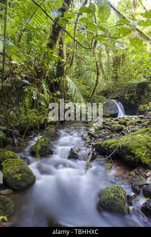 Ruisseau de la forêt nuageuse, Costa Rica Banque D'Images