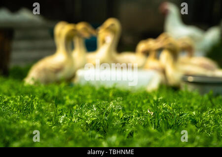 Selective focus on Green grass with blurred out de canetons en arrière-plan Banque D'Images