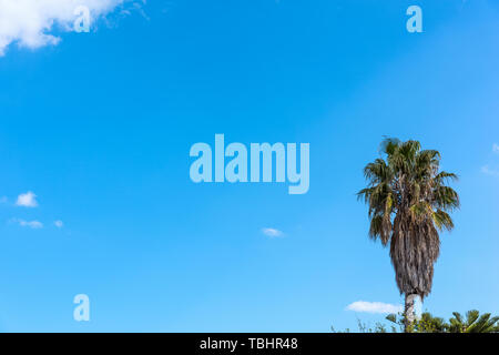 Palmier sous un ciel bleu au printemps. La Sardaigne, Italie Banque D'Images