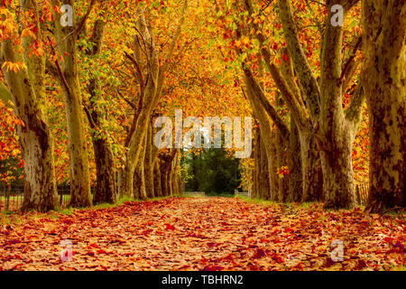 Les belles couleurs de l'automne en Nouvelle Zélande Banque D'Images