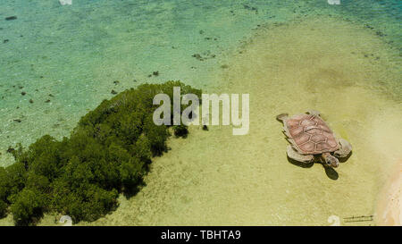 Île tropicale, la barre de sable entourée de récifs de corail et la mer bleue dans le compartiment de Honda, vue aérienne. Atoll de corail avec l'installation d'une tortue de mer sur une plage de sable. L'été et les vacances, Philippines, Palawan Banque D'Images