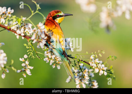 Couleur magnifique oiseau posé sur une branche parmi les fleurs de l'acacia Banque D'Images