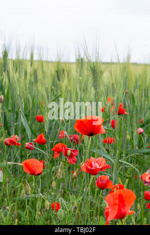 Les champs avec des pâtes de blé dur vert vert et rouge coquelicots sur la Sicile, Italie close up Banque D'Images