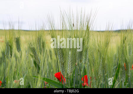 Les champs avec des pâtes de blé dur vert vert et rouge coquelicots sur la Sicile, Italie close up Banque D'Images