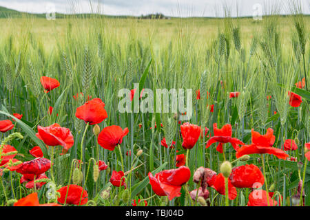 Les champs avec des pâtes de blé dur vert vert et rouge coquelicots sur la Sicile, Italie close up Banque D'Images