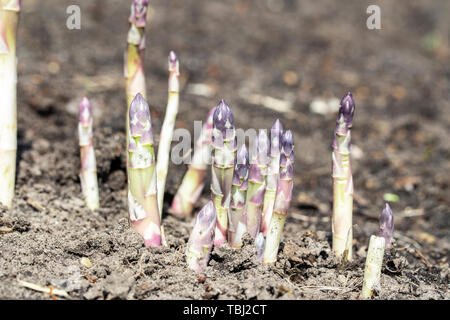 Germes d'épaisseur des asperges poussent dans le jardin de la ferme. Un espace réservé au texte Banque D'Images