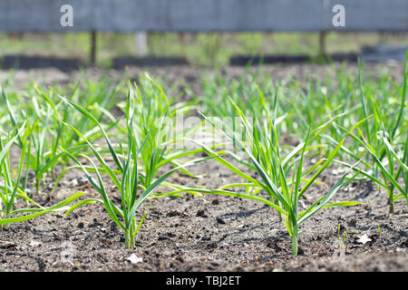 Chambres d'ail sont plantés en rangées dans le jardin Banque D'Images