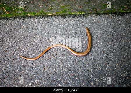 Une petite couleuvre sur une route asphaltée. Viper sur la route de l'Europe centrale. La saison de printemps. Banque D'Images