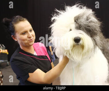 Erfurt, Allemagne. 09Th Juin, 2019. Ses traits Mandy Krause (Bobtail chien berger anglais ancien) "Gypsy" à l'arbre à la foire exposition de chien. Plus de 3 600 chiens de race face l'examen de la sélection des juges. Credit : Bodo Schackow Zentralbild-/dpa/dpa/Alamy Live News Banque D'Images