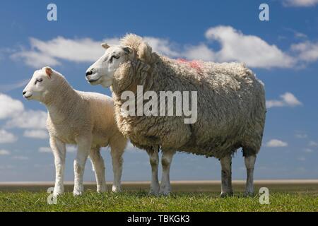 Le mouton domestique (Ovis gmelini bélier) avec de l'agneau sur la digue la mer du Nord, la péninsule Eiderstedt, Schleswig-Holstein, Allemagne Banque D'Images