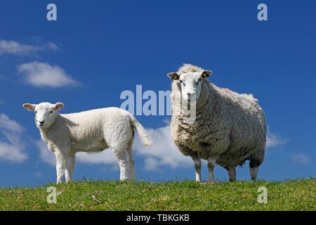 Le mouton domestique (Ovis gmelini bélier) avec de l'agneau sur la digue la mer du Nord, la péninsule Eiderstedt, Schleswig-Holstein, Allemagne Banque D'Images