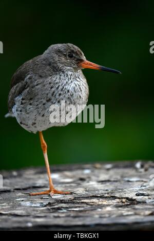 Chevalier gambette (Tringa totanus), debout sur une jambe, captive, Allemagne Banque D'Images