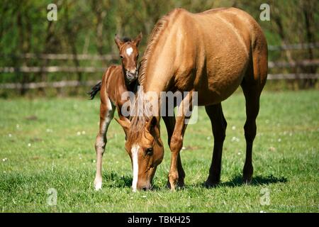 Les chevaux domestiques, brown mare avec poulain broute des pâturages, Allemagne Banque D'Images