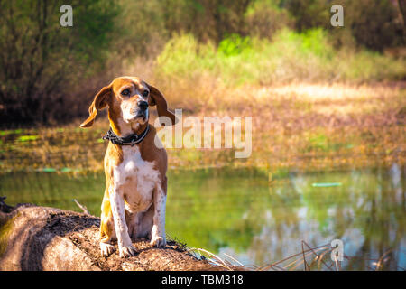 Funny portrait de pure race chien beagle assis au bord du lac de faisceaux. Les grandes oreilles à l'écoute ou entendre concept. Beagle close up smiling face. Chien heureux. Banque D'Images