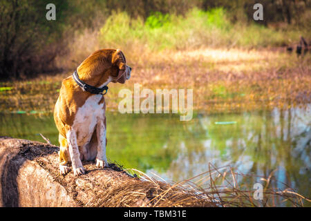 Portrait de retour à la pure race chien beagle assis au bord du lac de faisceaux. Les grandes oreilles à l'écoute ou entendre concept. Heureux Banque D'Images