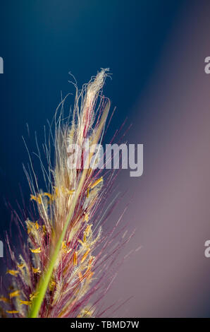 Plan macro sur une soie jaune et violet bleu lavande et d'herbe à l'arrière-plan flou Banque D'Images