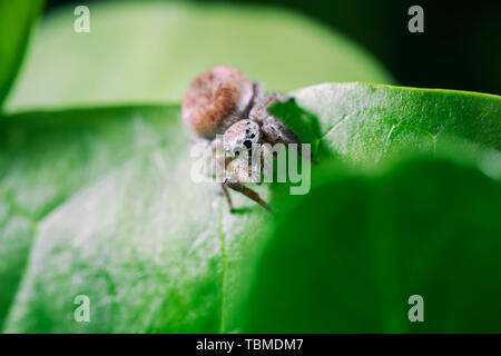 Les insectes dans la nature Banque D'Images