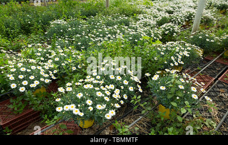 Rangées de marguerites africaines de plus en plus ferme de serre Banque D'Images