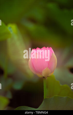 Lotus rose dans l'étang Banque D'Images