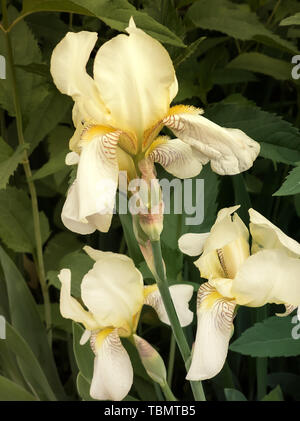 Gros plan des belles fleurs d'iris jaune pâle des fleurs sur un fond d'iris le jardin et d'autres fleurs. Banque D'Images