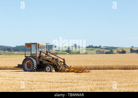 Harvester Works en champ de blé en journée d'été en Nouvelle-Zélande Banque D'Images