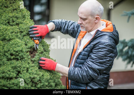 Homme mûr, c'est le bush de conifères dans le jardin au printemps la commande Banque D'Images