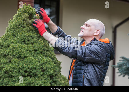 Homme mûr, c'est le bush de conifères dans le jardin au printemps la commande Banque D'Images