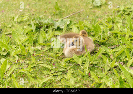 Les oisons bernache canadienne reposant sur l'herbe sur les rives du fleuve Saint-Laurent près de Montréal, au Canada. Banque D'Images