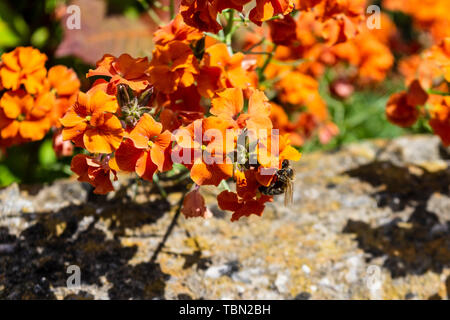 Un western ou de l'abeille mellifère Apis mellifera la visite d'un mur de couleur orange vif fleur du genre erysimum dans la lumière du soleil du printemps Banque D'Images