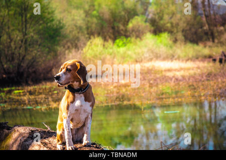 Funny portrait de pure race chien beagle assis au bord du lac de faisceaux. Les grandes oreilles à l'écoute ou entendre concept. Beagle close up smiling face. Chien heureux. Banque D'Images