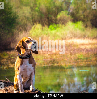 Funny portrait de pure race chien beagle assis au bord du lac de faisceaux. Les grandes oreilles à l'écoute ou entendre concept. Beagle close up smiling face. Chien heureux. Banque D'Images