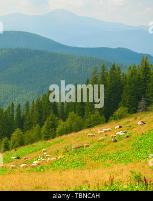 Troupeau de moutons paissant sur pente green meadow, montagnes des Carpates en arrière-plan du paysage, de l'Ukraine Banque D'Images