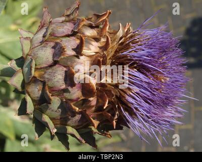 Artichaut violet sur un arbre en fleurs Banque D'Images