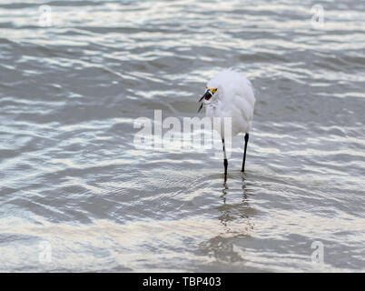 Aigrette neigeuse Les captures de petits poissons en chasse whilte surf Banque D'Images