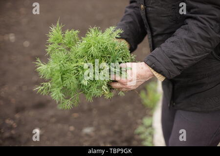 Senior woman holding une jeune plante verte dans les mains contre l'arrière-plan d'un jardin de légumes terrestres. Tirant de l'herbe. Jardiner au printemps. Ce Banque D'Images