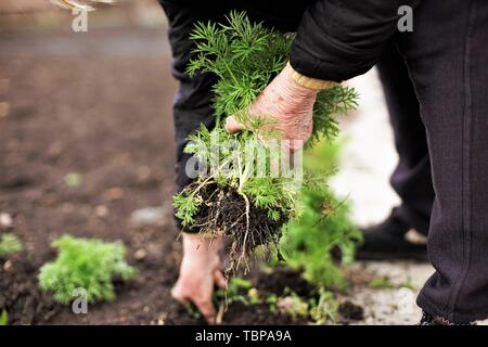 Senior woman holding une jeune plante verte dans les mains contre l'arrière-plan d'un jardin de légumes terrestres. Tirant de l'herbe. Jardiner au printemps. Ce Banque D'Images