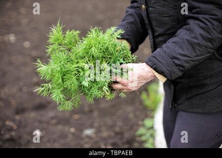 Senior woman holding une jeune plante verte dans les mains contre l'arrière-plan d'un jardin de légumes terrestres. Tirant de l'herbe. Jardiner au printemps. Ce Banque D'Images