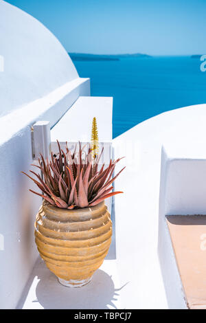 Cactus et de l'aloe vera rouge à décor bleu et blanc de l'hôtel Cliff sur l'île grecque de Santorini Banque D'Images