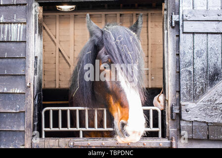 Belle race British Shire noir marron et blanc à la tête de cheval de l'écurie avec du foin dans les cheveux Banque D'Images