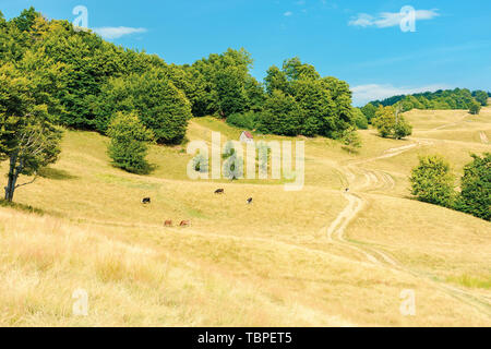 Pays route qui serpente à travers la pente pré. vaches sur les pâturages de graminées de pâturage weathered. des forêts primaires de hêtres sur la colline. beau paysage rural i Banque D'Images