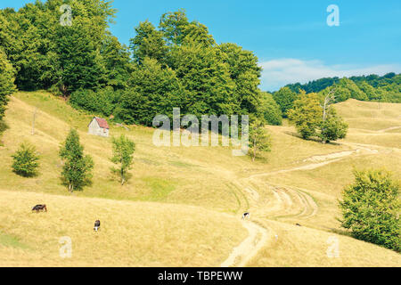 Pays route qui serpente à travers la pente pré. vaches sur les pâturages de graminées de pâturage weathered. des forêts primaires de hêtres sur la colline. beau paysage rural i Banque D'Images